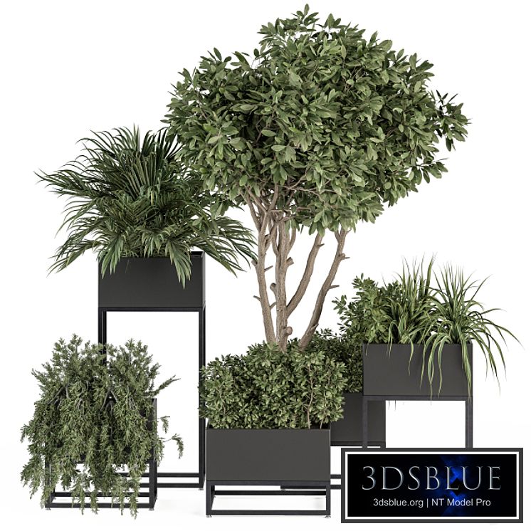 indoor Plant Set 327 - Plant Set in Black Box