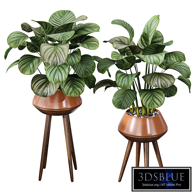 Calathea Orbifolia House Plant