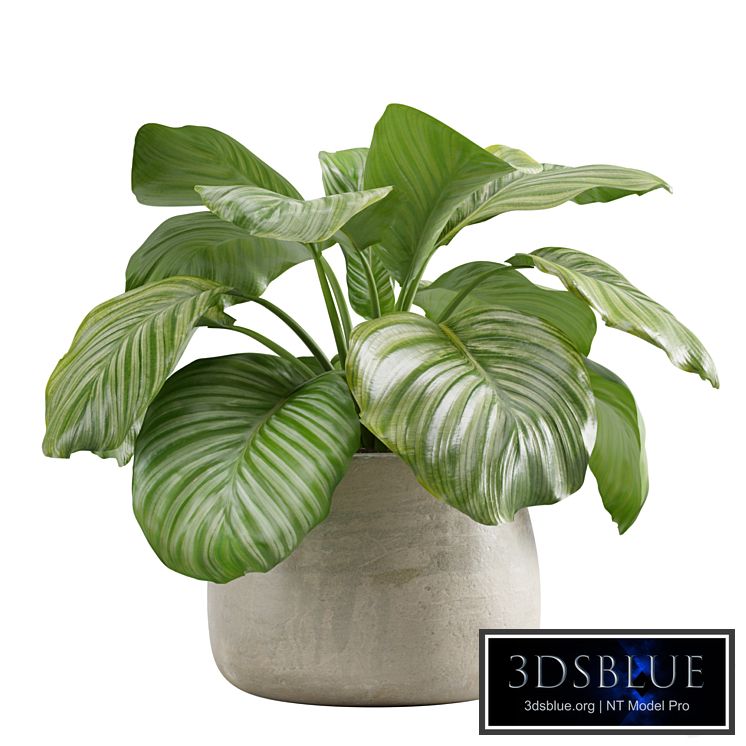 Potted calathea orbifolia