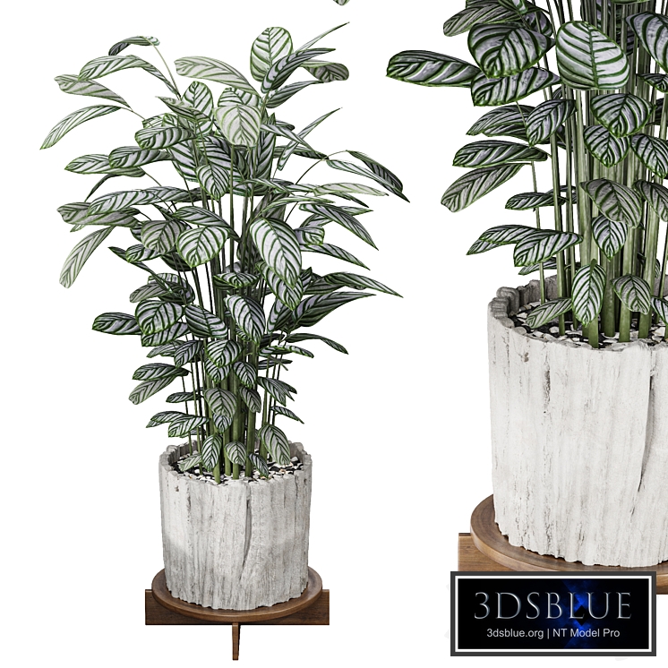 Calathea Oppenheimiana - Pflanzen Karl House Plant