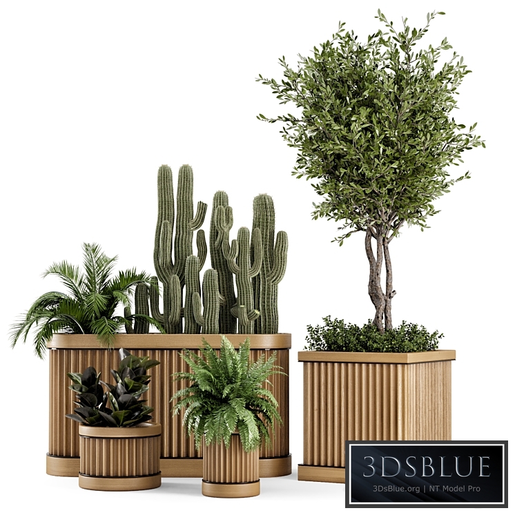 Indoor Plants Bush and Tree in Wooden Pot - Set 401