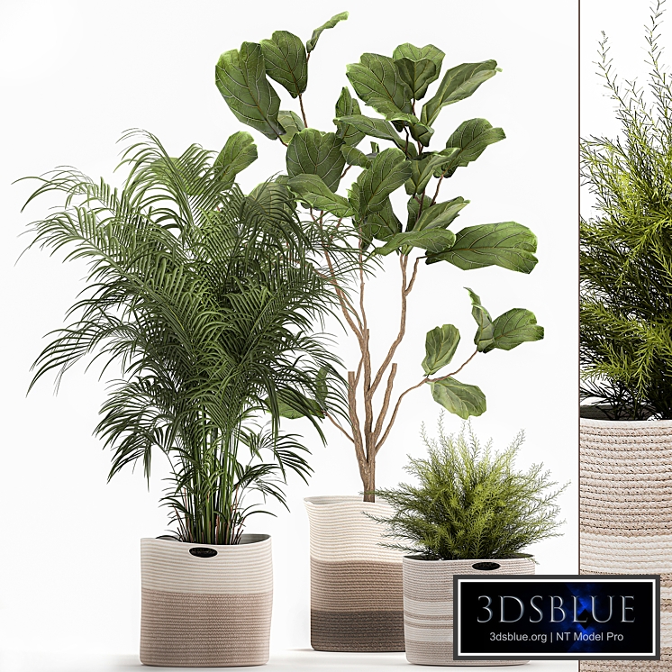 Collection of plants in fabric baskets 1092. Howea forsteriana, Kentia, ficus lyrata, tree, basket, Asparagus
