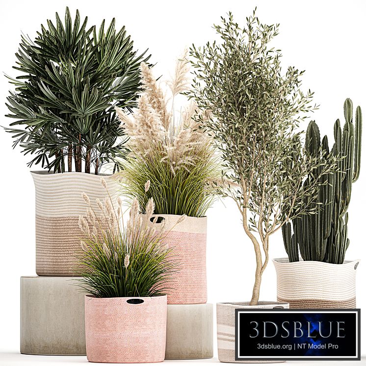 Collection of plants in fabric baskets with Olive, cactus, pampas grass, basket, palm. Set 1093.