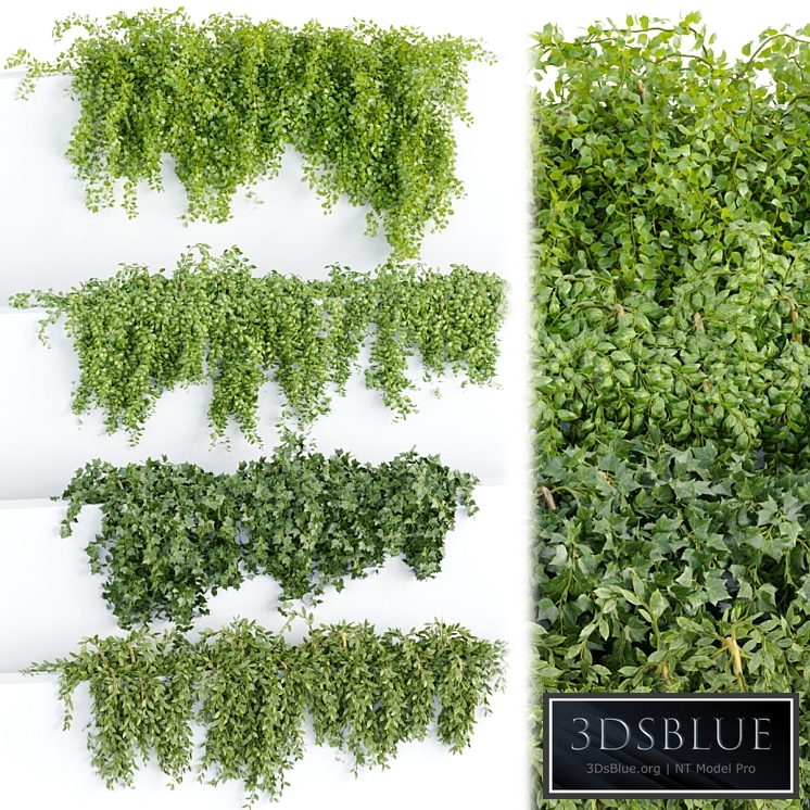 Hanging wall plants collection vol 64