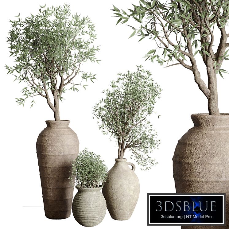 Olive tree in an old earthenware vase indoor collection 167