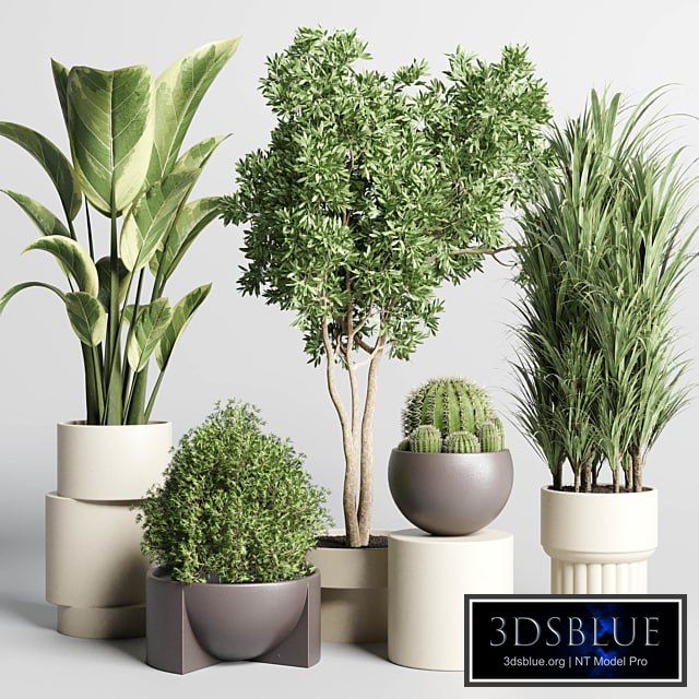 Collection of indoor plants with modern minimal pots 170