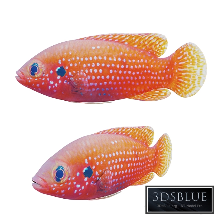 African jewel fish