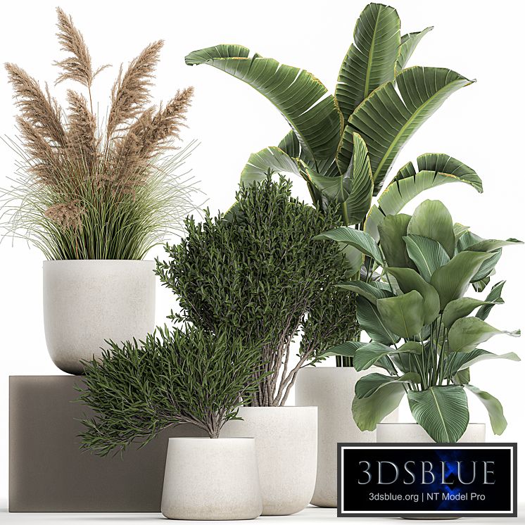 Collection of plants in outdoor pots from white pampas grass, tree, banana, Calathea lutea. 1095.