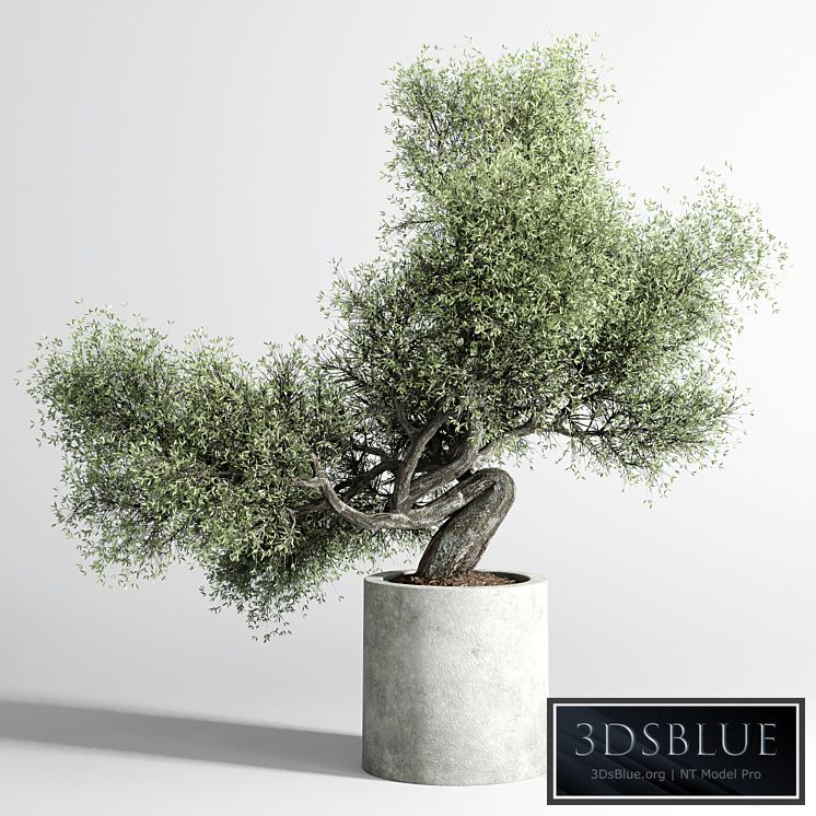 Bonsai Tree pots and shrubs 76 concrete dirt vase for plant outdoor