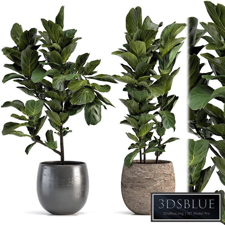 Collection of plants-006