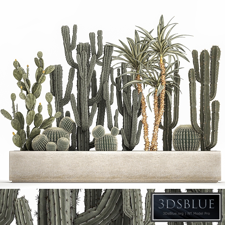 Plant collection 1096. Cacti, Barrel cactus, outdoor flowerpot, pot, Opuntia, desert plants, Fragrant dracaena, carnegia, echinocactus, hedgehog cactus, prickly pear