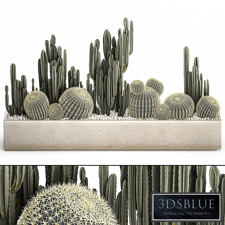 Plant collection 1097. Cacti, Cereus, Landscaping, Pot, Flowerpot, Round Cactus, Echinocactus, Barrel cactus