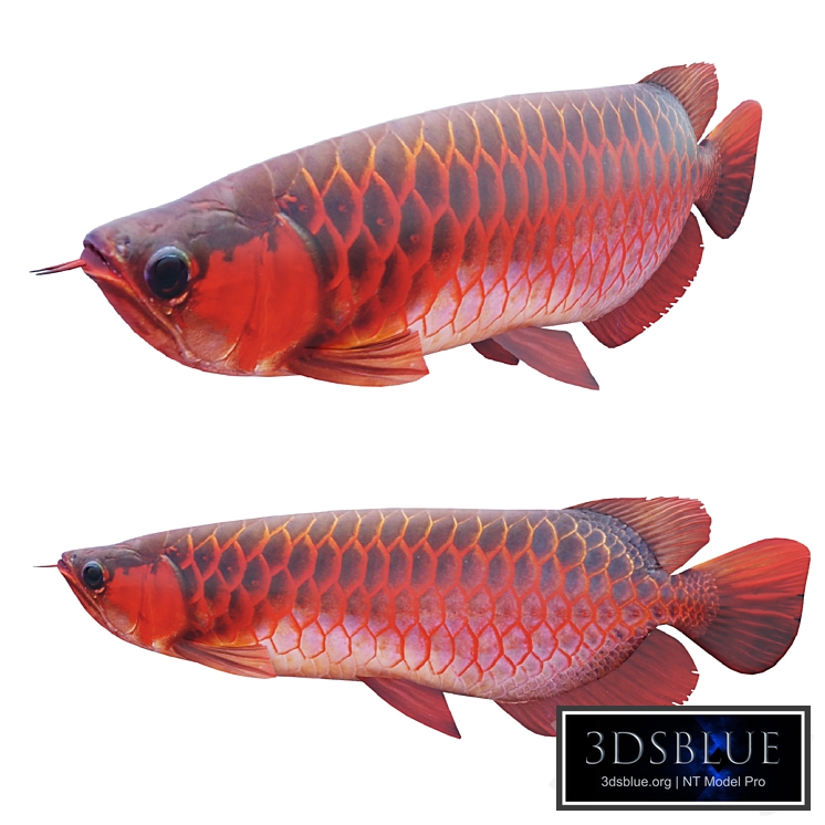 Red dragon fish