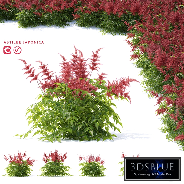 Astilba japanese red | Astilbe japonica 3