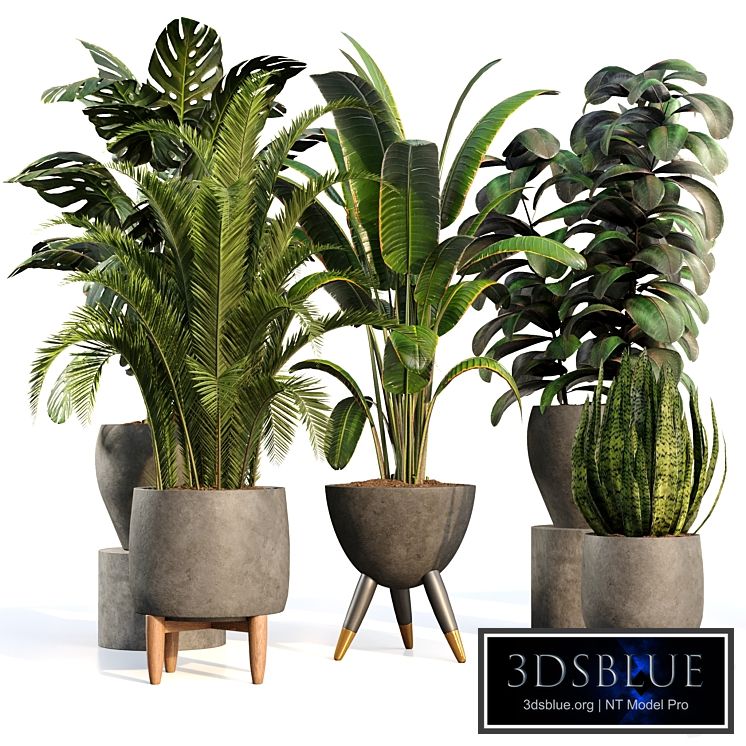 bamboo-Censoria-Indoor plant set 01