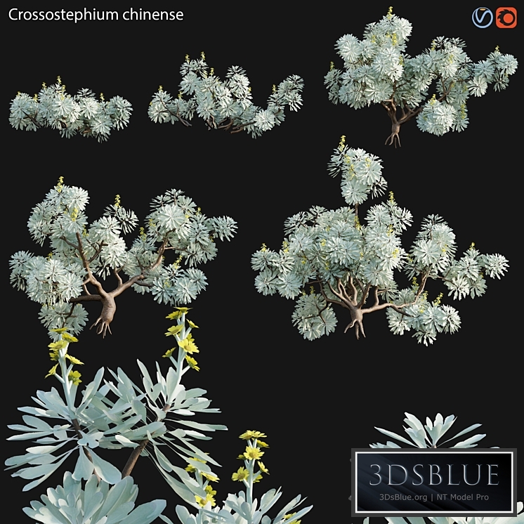 Crossostephium chinense - graphalium spp