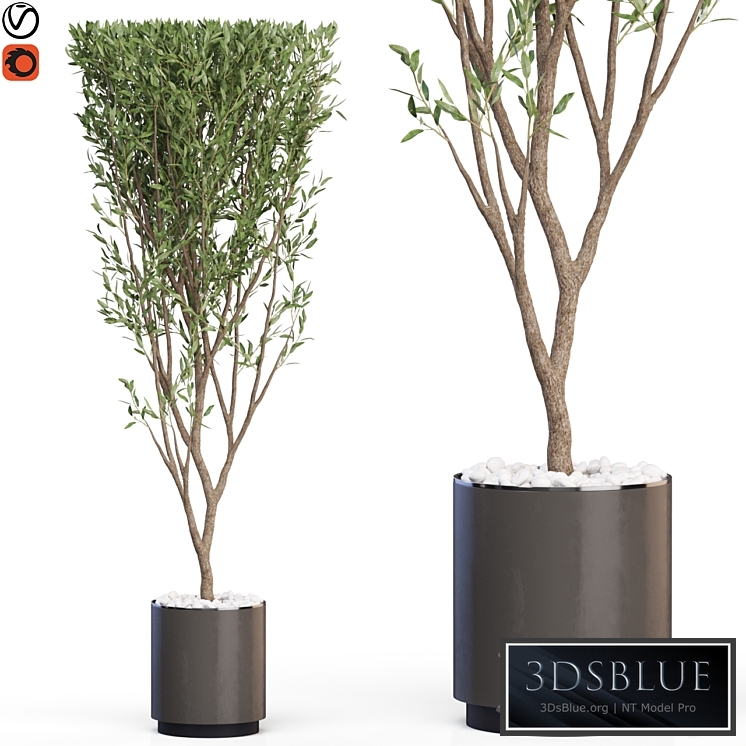 Plants collection 624