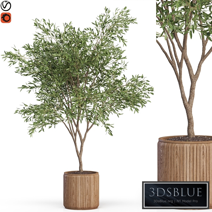 Plants collection 625