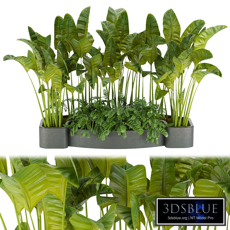 Collection plant vol 301- outdoor- leaf