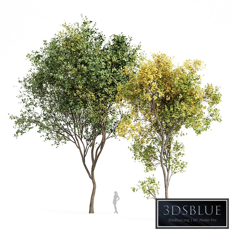 Beautiful Real Tree Acer Saccharinum Summer-Fall and Bush Leaf