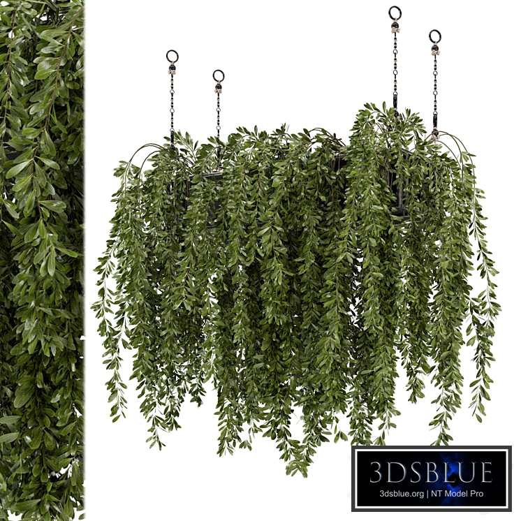 Indoor Hanging Plants in Metal Box - Set 445