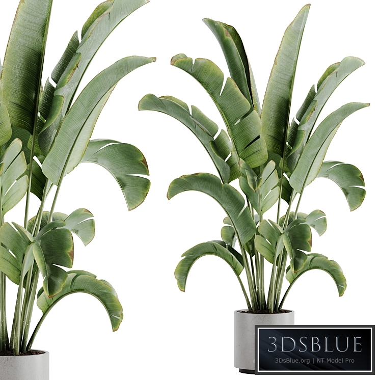 indoor plant Set 15