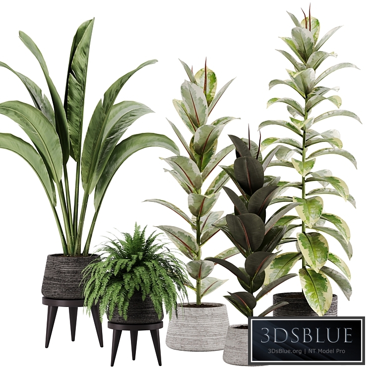 indoor plant Set 12