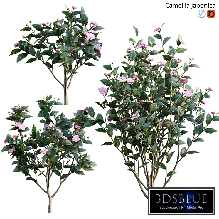 Camellia japonica - Japanese camellia