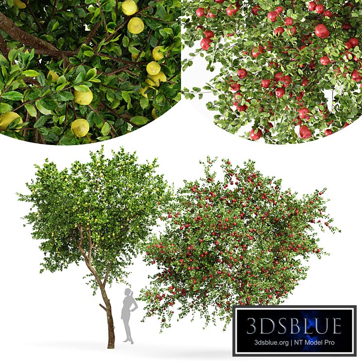 fruit trees lemon and apple