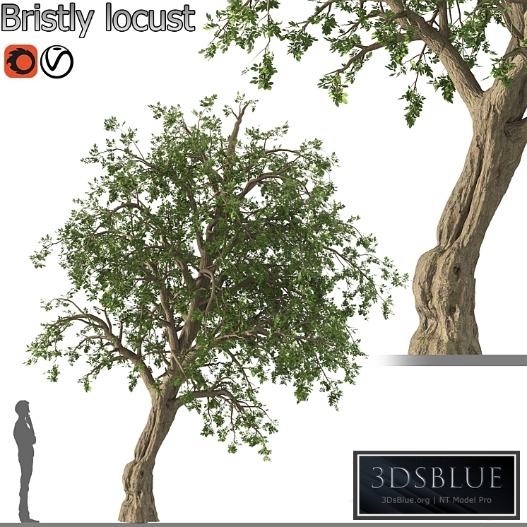 Bristly locust tree (1 Tree)