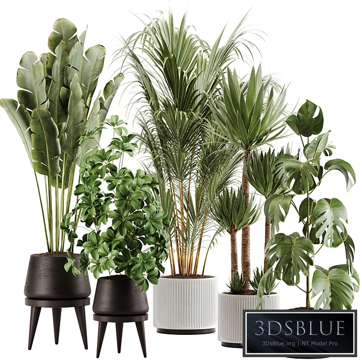 indoor plant Set 13
