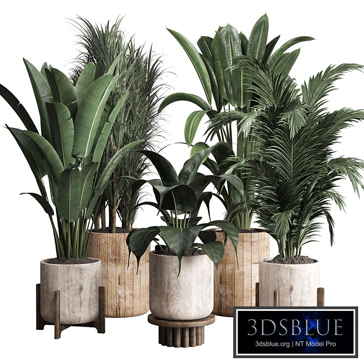 Collection indoor plant 174 pot plant ficus rubbery palm ravenala wooden vase