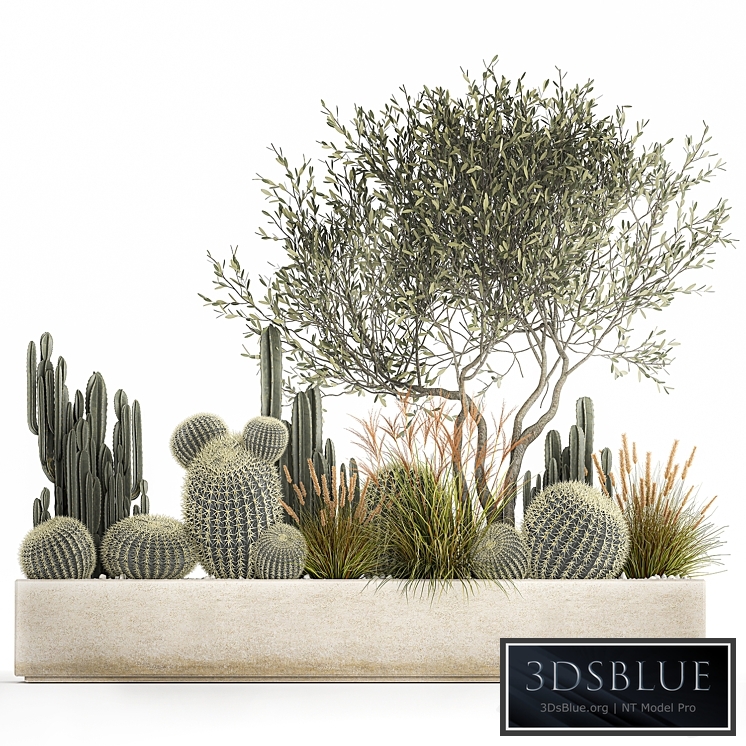 Plant collection 1105. cacti, reeds, tree, olive, olive, cereus, trichocereus, echinocactus, hedgehog cactus, Barrel cactus, landscape design