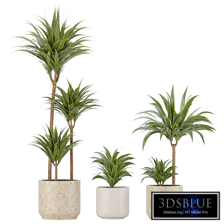 Indoor Planters_Dracaena fragrans_01