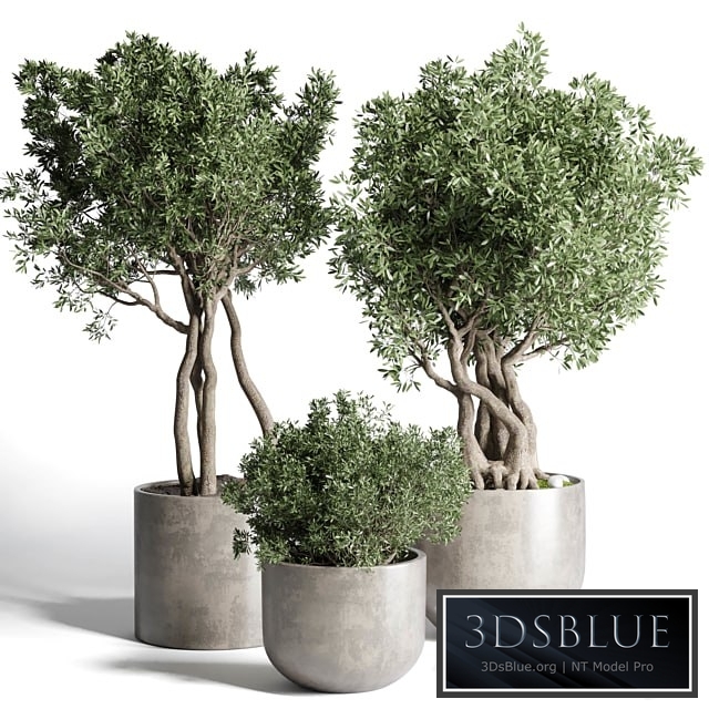 Collection Outdoor Indoor plant 77 concrete dirt vase pot tree bush