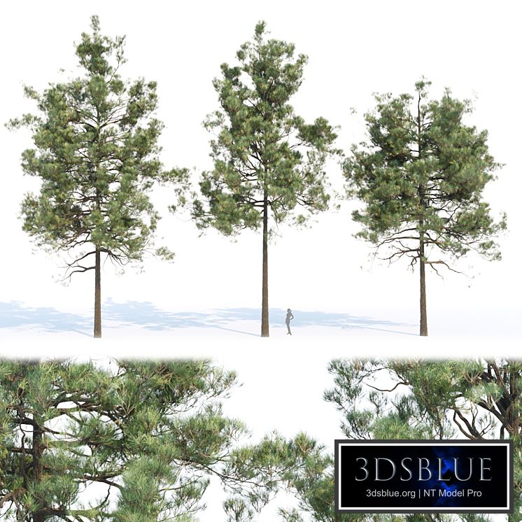 pine trees collection vol 11
