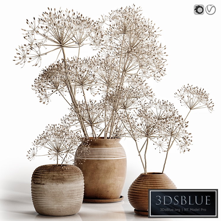 heracleum plant set