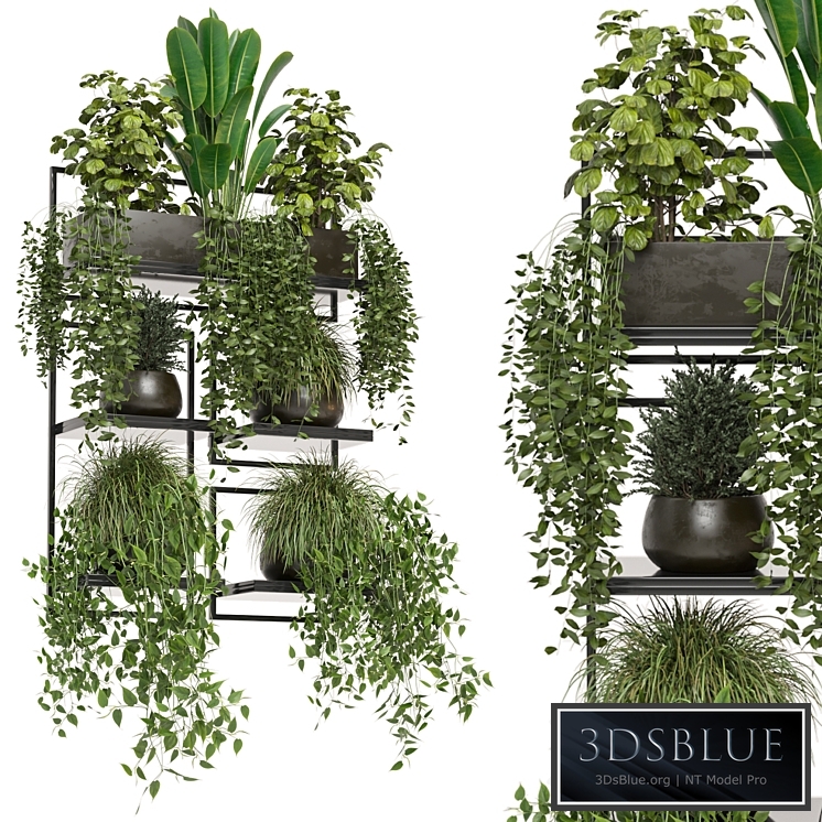 indoor plants in rusty concrete pot on metal shelf - Set 207