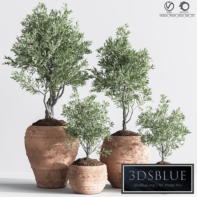 Indoor_Plant_olive_Set_10