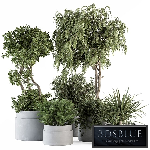 indoor Plant Set 341- Tree and Plant Set in Gray pot