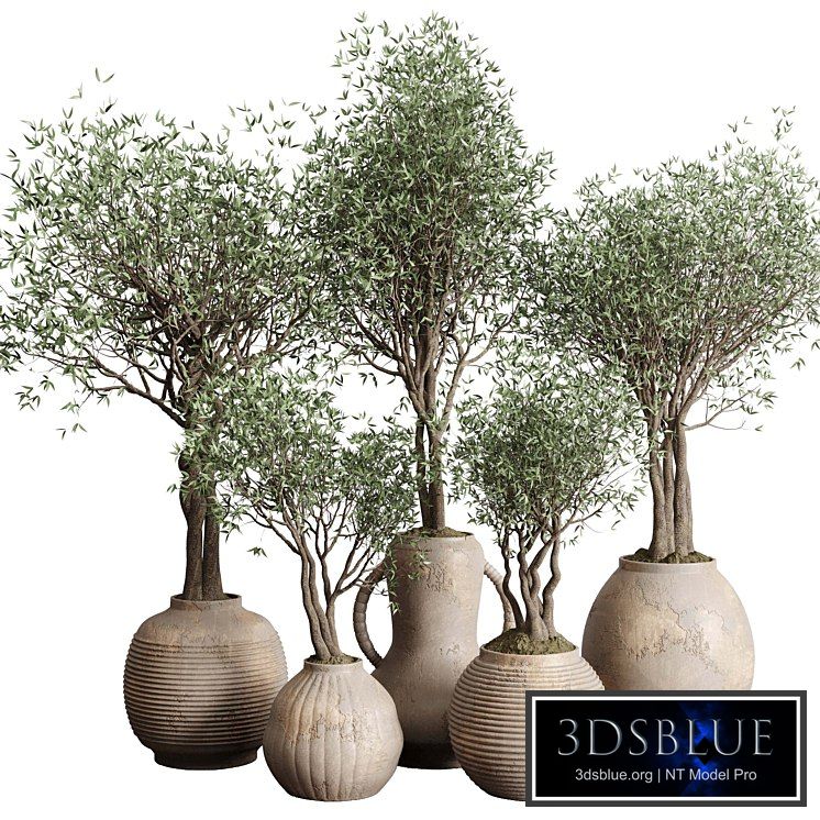 Olive tree in an old earthenware vase indoor collection 182