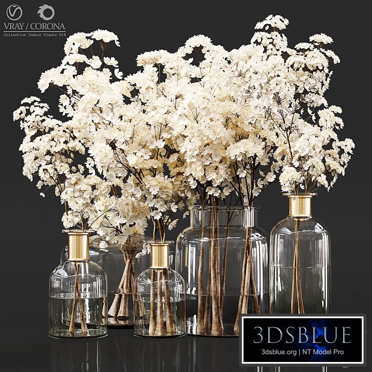 Collection Indoor Plants 014