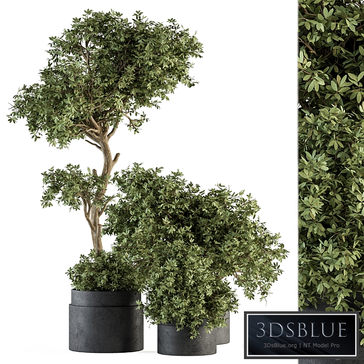 Outdoor Plant Set 373 - Plant Set in Concrete Pot