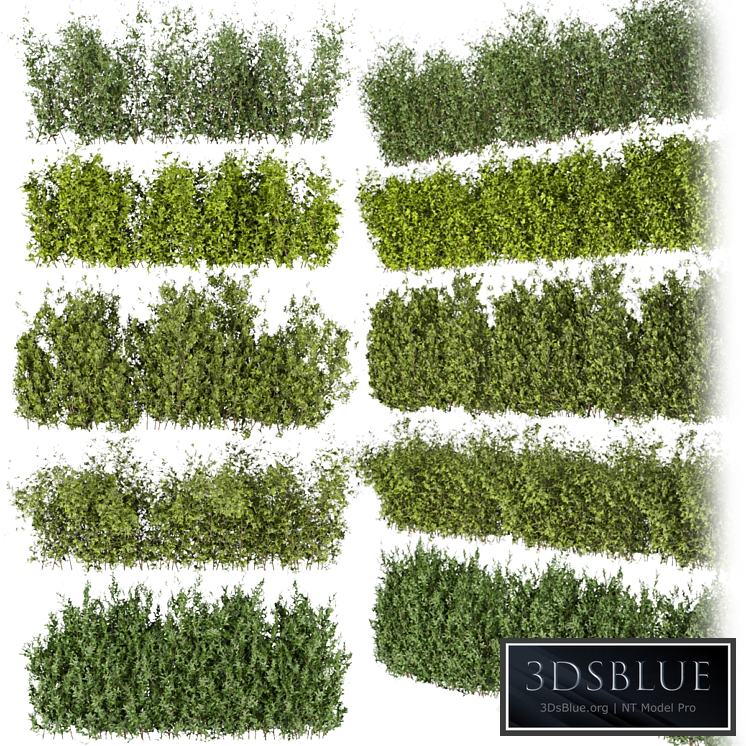 Collection plant vol 309 - bush - outdoor - leaf