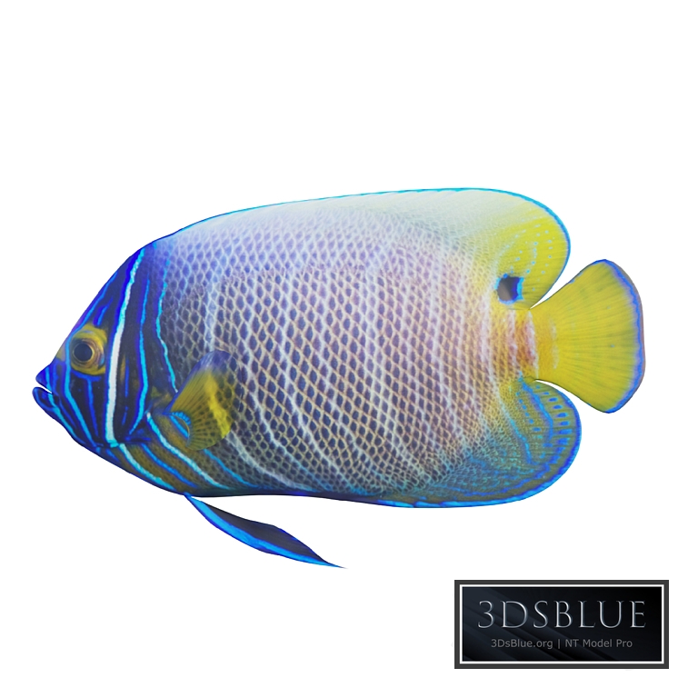 Blue girdled Angelfish set 03
