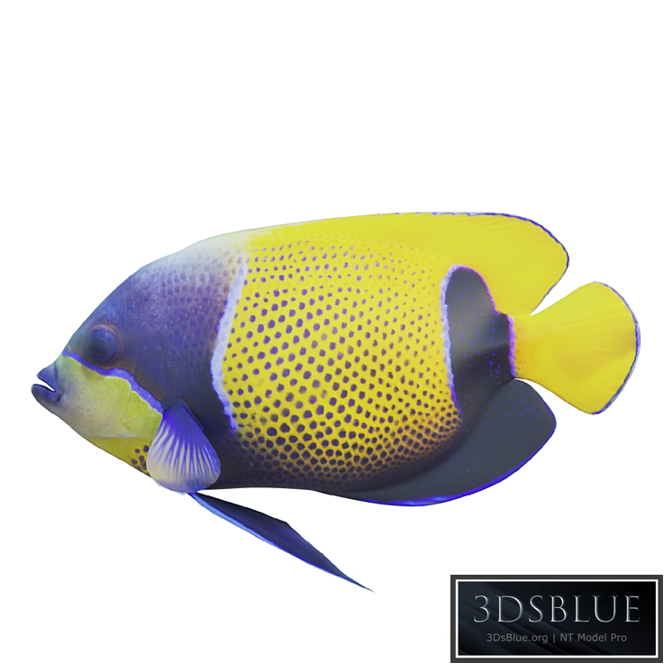 Blue girdled Angelfish set 04