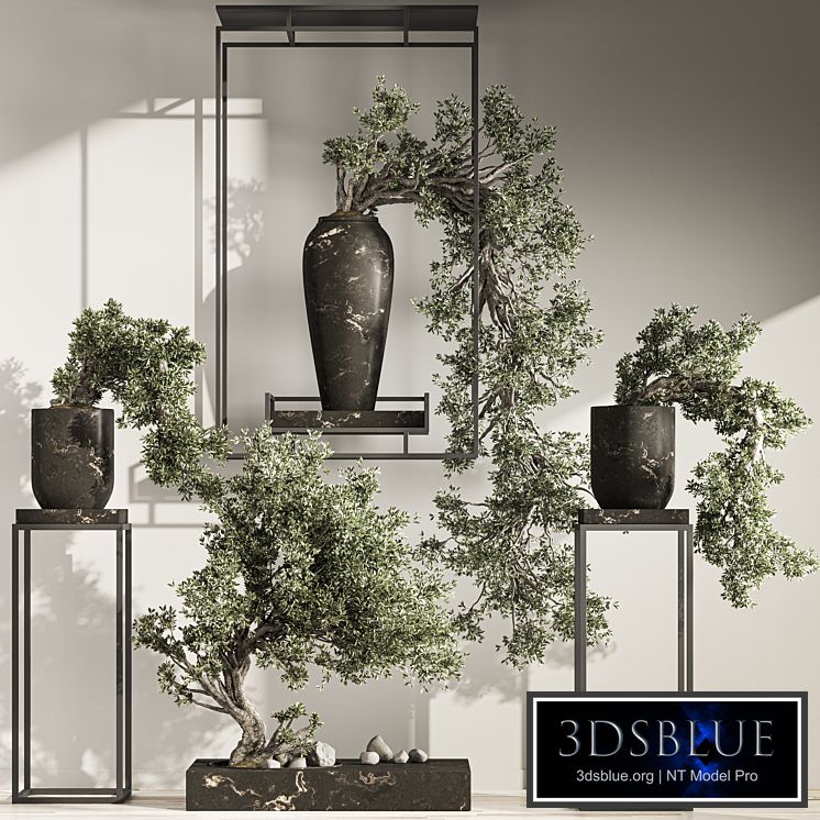 Bonsai And Indoor Plant Set 43