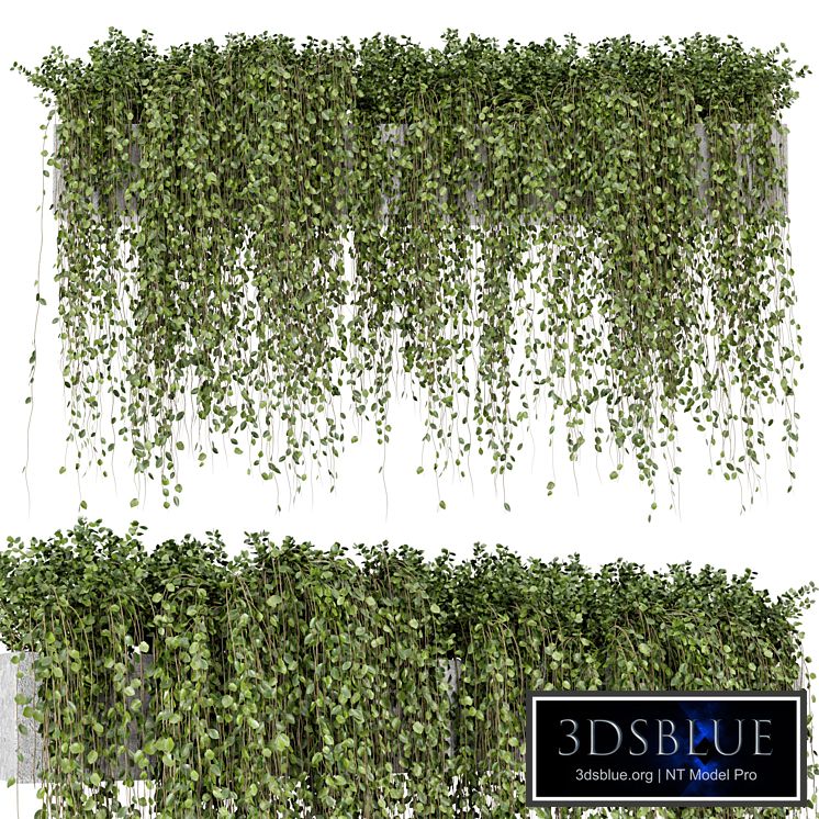 Hanging Plants in rusty Concrete Pot - Set 509