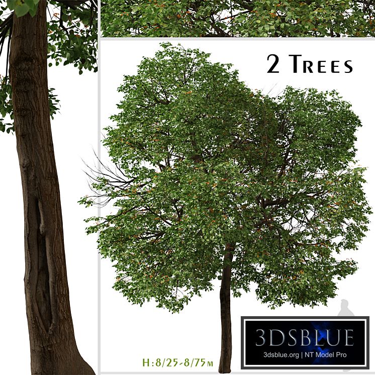 Set of Cordia sebestena Tree ( Geiger tree ) (2 Trees)