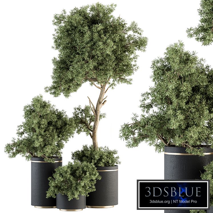 indoor Plant Set 344- Tree and Plant Set in pot